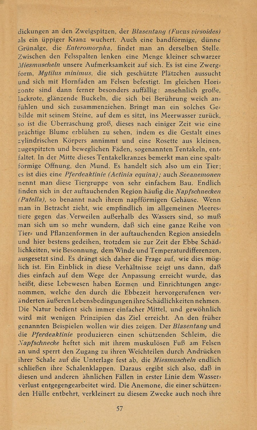 Führer durch Brioni · Str. 59